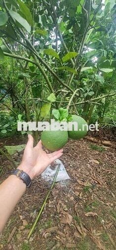 Gần 1 héc-ta vườn cây ăn trái, có sẵn nhà cấp 4