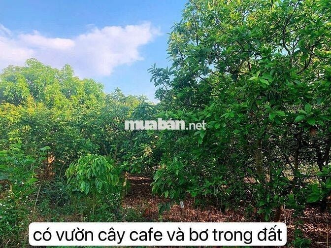 Bán lô đất vườn view đẹp xã Nam Ban(xã Đông Thanh cũ) Lâm Hà, Lâm Đồng