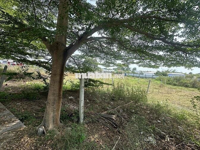 Đất Thổ cư Đức Hoà Thượng 226m2 - gần vành đai 3