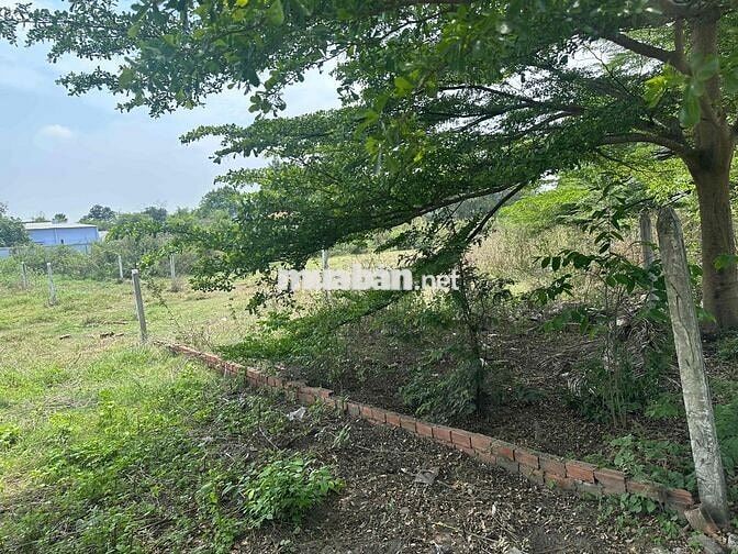 Đất Thổ cư Đức Hoà Thượng 226m2 - gần vành đai 3
