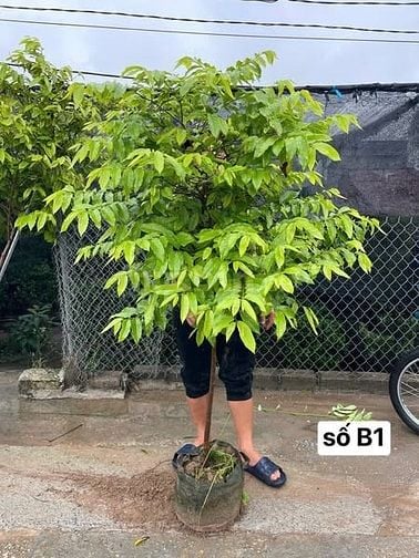 Cho thuê 6ha đất Q9 ươm trồng, tập kết cây/cây giống từ tỉnh đưa về SG