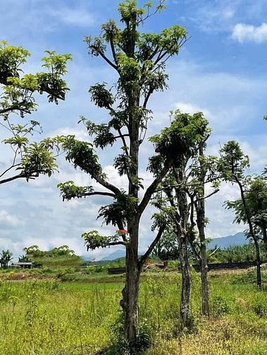 Cho thuê 6ha đất Q9 ươm trồng, tập kết cây/cây giống từ tỉnh đưa về SG