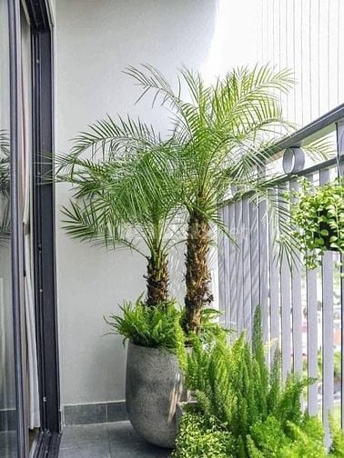 Cho thuê 6ha đất Q9 ươm trồng, tập kết cây/cây giống từ tỉnh đưa về SG