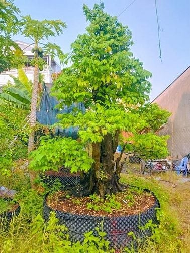 Cho thuê 6ha đất Q9 ươm trồng, tập kết cây/cây giống từ tỉnh đưa về SG