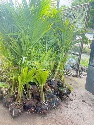 Cho thuê 6ha đất Q9 ươm trồng, tập kết cây/cây giống từ tỉnh đưa về SG