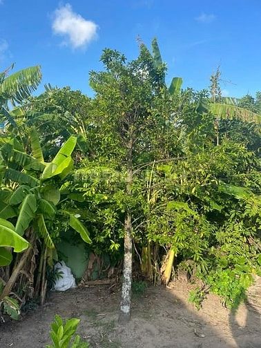 Cho thuê 6ha đất Q9 ươm trồng, tập kết cây/cây giống từ tỉnh đưa về SG