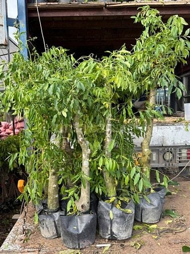Cho thuê 6ha đất Q9 ươm trồng, tập kết cây/cây giống từ tỉnh đưa về SG
