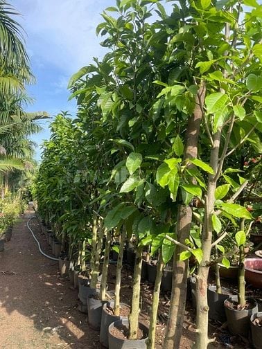 Cho thuê 6ha đất Q9 ươm trồng, tập kết cây/cây giống từ tỉnh đưa về SG