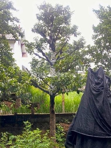 Cho thuê 6ha đất Q9 ươm trồng, tập kết cây/cây giống từ tỉnh đưa về SG
