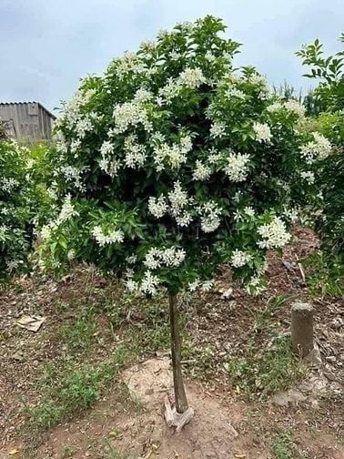Cho thuê 6ha đất Q9 ươm trồng, tập kết cây/cây giống từ tỉnh đưa về SG