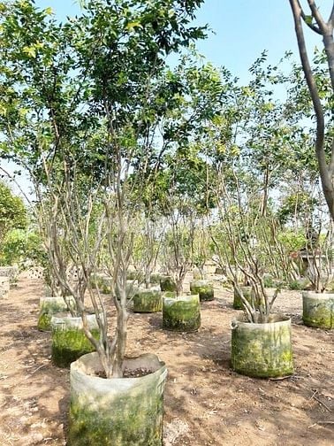 Cho thuê 6ha đất Q9 ươm trồng, tập kết cây/cây giống từ tỉnh đưa về SG