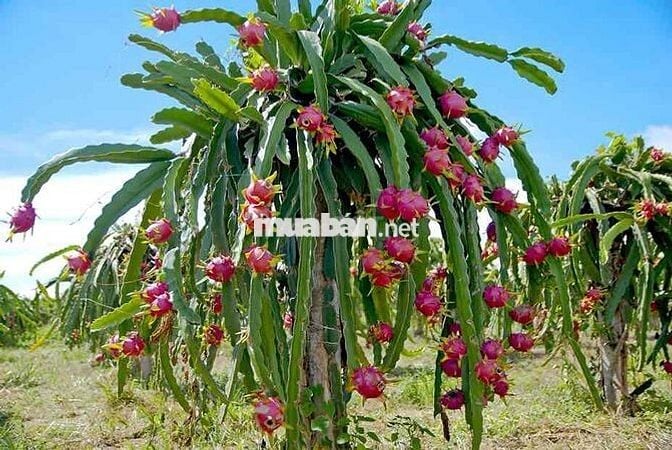 Cần ra gấp đất vườn Tiền Giang