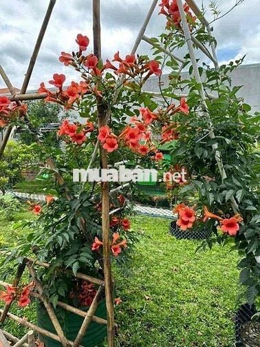 không có lô thứ 2 bán đất dt 400 m ngang 11 m giá 16,2 tr / m