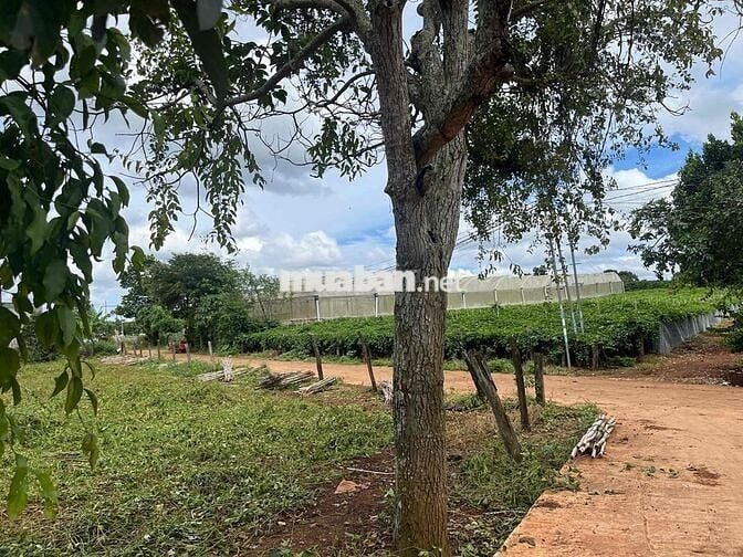 ĐẤT BÌNH THẠNH CÁCH SÂN BAY 11KM GIÁ CHỈ 790TR