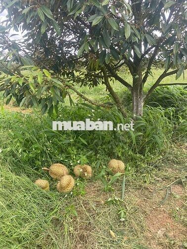 Đất sổ đỏ nông nghiệp, lên được thổ cư, có 55m mặt tiền tỉnh lộ