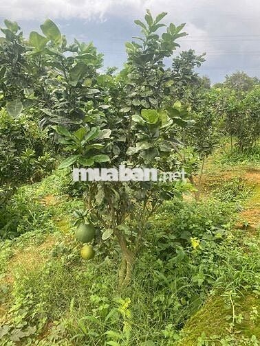 Đất sổ đỏ nông nghiệp, lên được thổ cư, có 55m mặt tiền tỉnh lộ