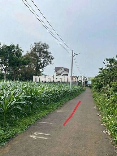 Lô đất thổ cư mát mẻ nằm Bảo Lâm,Lâm Đồng chỉ 499tr