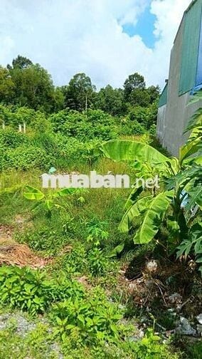 Bán đất Chính chủ , 6X25 Thổ 120m, nguyển Thị chiên , Xã tân an hội