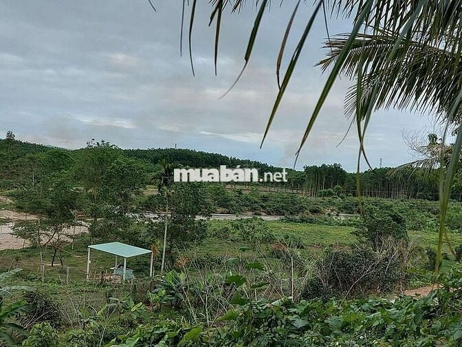 Bán đất vườn mặt tiewfn đường nhựa 5m. Ngay sau sân gol bà nà hill