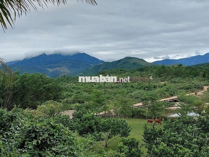 Bán đất vườn mặt tiewfn đường nhựa 5m. Ngay sau sân gol bà nà hill