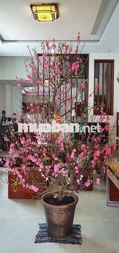 Chính chủ cho thuê nhà nguyên căn 2 mặt tiền, 3 tầng