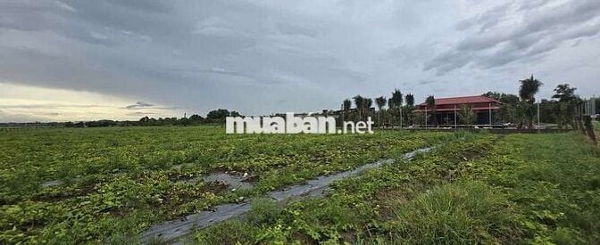 Chính chủ bán 545m2 đất lúa sổ riêng cách biển 5km