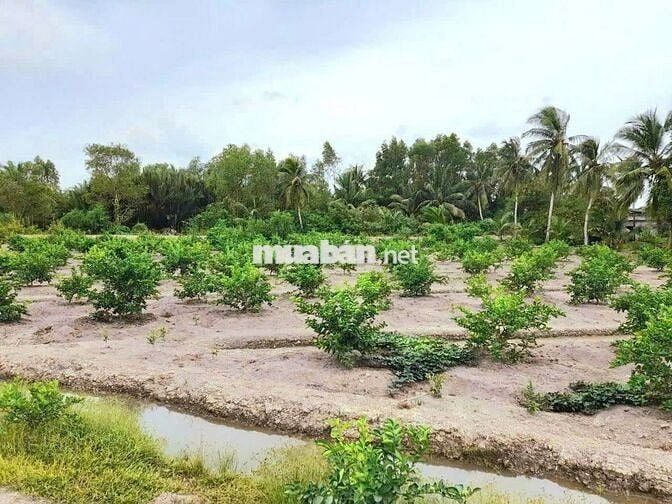 Hàng thơm, 1000m2 đất thổ View Kênh cực đẹp, 1.55 tỷ