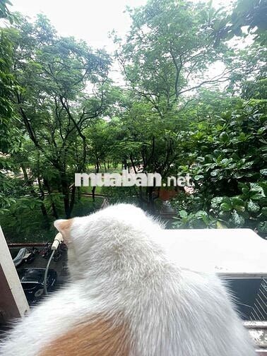 Cho thuê mặt bằng làm văn phòng, mi nail spa Đền Lừ, Hoàng Mai, HN