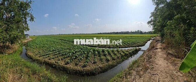 Cần bán 5.5 công đất ruộng xã Nguyễn Văn Thảnh đang cho thuê canh tác