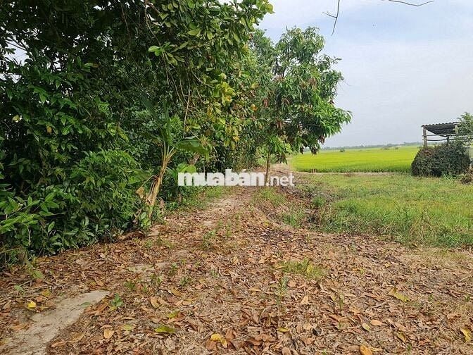 Cần bán 5.5 công đất ruộng xã Nguyễn Văn Thảnh đang cho thuê canh tác
