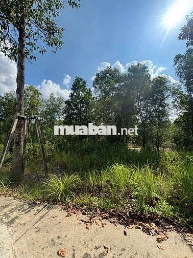 🏡 Đất Full Thổ Cư 150m² Ngay ĐH Thủ Dầu 1 – Mặt Tiền Nhựa 22,5m
