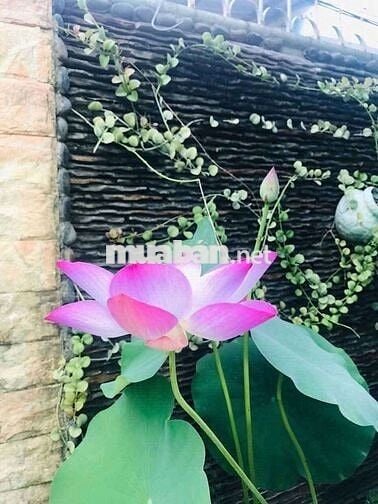 Cho thuê nhà vườn TDM Bình Dương giá rẻ