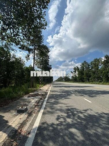 🏡 Đất Full Thổ Cư 150m² Ngay ĐH Thủ Dầu 1 – Mặt Tiền Nhựa 22,5m
