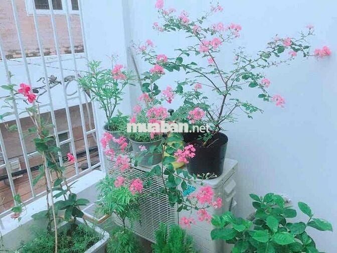 🏡 NHÀ TRỌ – HOMESTAY SINH VIÊN TIỆN NGHI – GIÁ RẺ