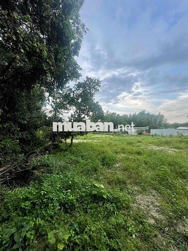 ĐẤT LAI HƯNG 85, GIÁ CHỈ 12,5tỷ, RẺ NHẤT BÀU BÀNG