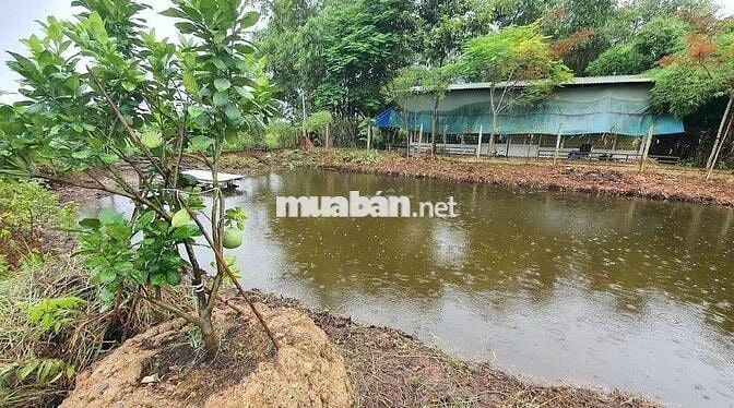 1200m2 nhà vườn Bình Mỹ giá 3.3 tỷ