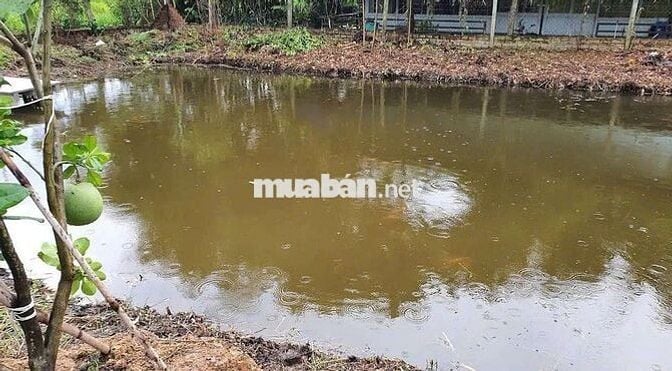 1200m2 nhà vườn Bình Mỹ giá 3.3 tỷ
