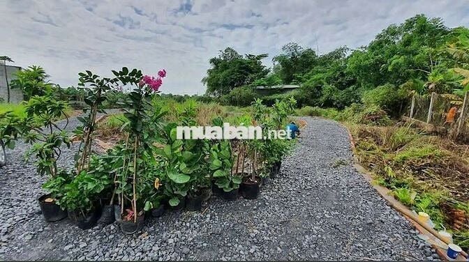 1200m2 nhà vườn Bình Mỹ giá 3.3 tỷ