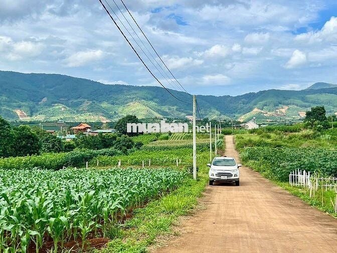 Cách Tà Nung Đà Lạt chỉ 12km,xung quanh view đồi thông,homestay..