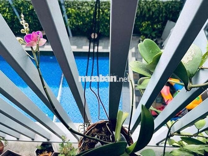 Căn hộ cao cấp DT 48m 1 phòng ngủ tại Biconsi Tower gần Chợ Đình