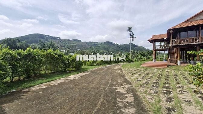 BÁN CĂN NHÀ GỖ VIEW SUỐI TRÊN MẢNH ĐẤT 5000M²