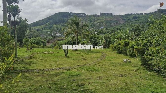 BÁN CĂN NHÀ GỖ VIEW SUỐI TRÊN MẢNH ĐẤT 5000M²