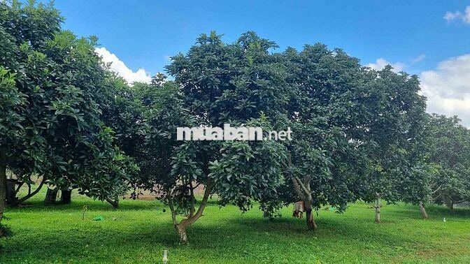 HÒA THẮNG - Bán đất siêu VIP 2 mặt tiền + view ruộng 12ty/3240m2