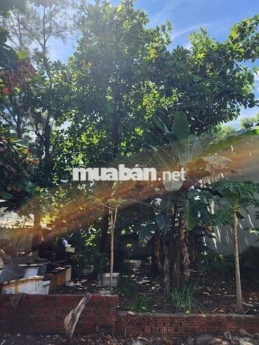 🔥 CỰC HIẾM ĐÀO CÔNG SOẠN – CÁCH BIỂN NGUYỄN TẤT THÀNH CHỈ 100M 🔥