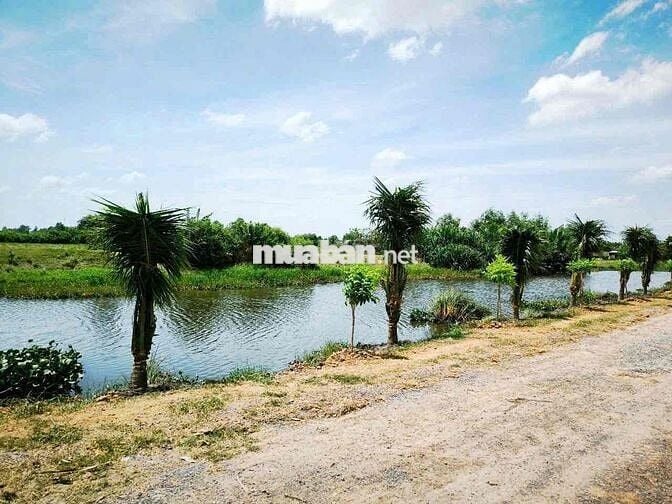 Đất Đẹp Mỹ Yên – Tân Bửu, Bến Lức – Gần Trung Tâm, Dân Cư Đông