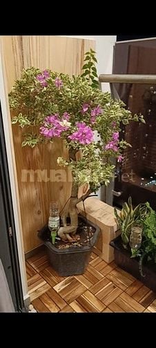 CHO THUÊ CĂN HỘ MCP 2PN 72m2 FULL NỘI THẤT 12TR