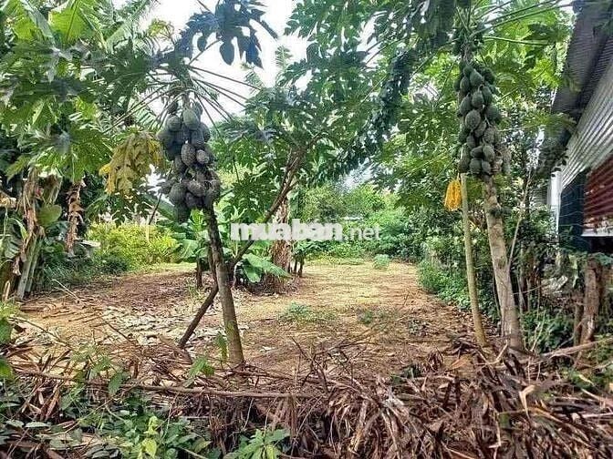 Cần bán nhanh miếng đất thổ cư 215m2 này với 550tr