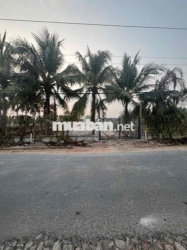 đất sổ đỏ 10300m2 đường Hồ Chí Minh, Trảng Bàng,TN