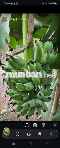 Cần bán đất nông nghiệp 3.5 tỷ -Ấp 18 Gia Đình- Xã Bảo Quang