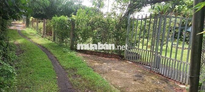 Cần bán đất nông nghiệp 3.5 tỷ -Ấp 18 Gia Đình- Xã Bảo Quang